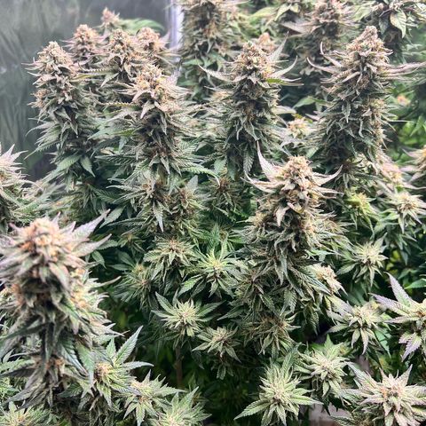 Strawberry cough T-2-4 growlog timeline photo