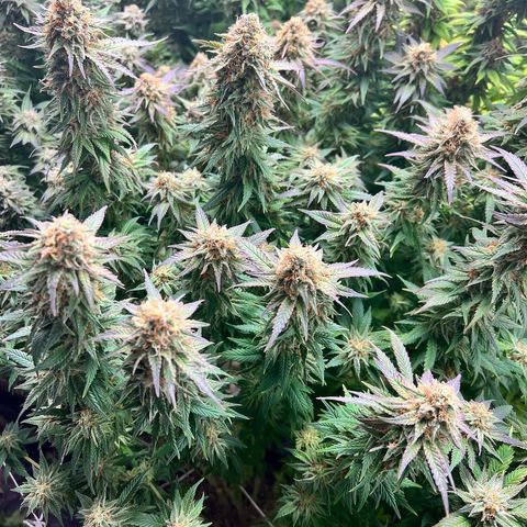 Strawberry cough T-2-4 growlog timeline photo
