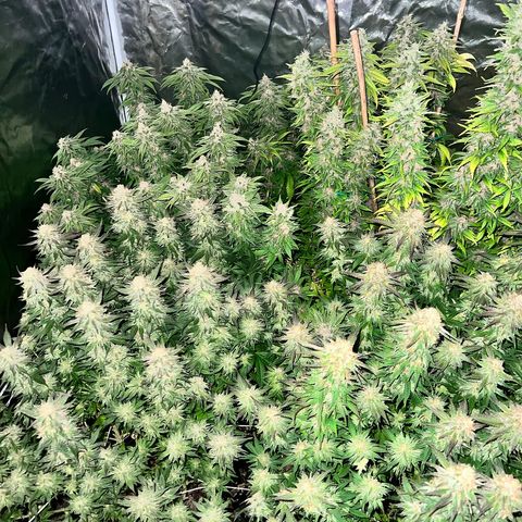 Strawberry cough T-2-4 growlog timeline photo