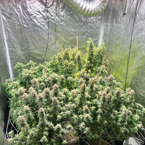 Strawberry cough T-2-4 growlog timeline photo