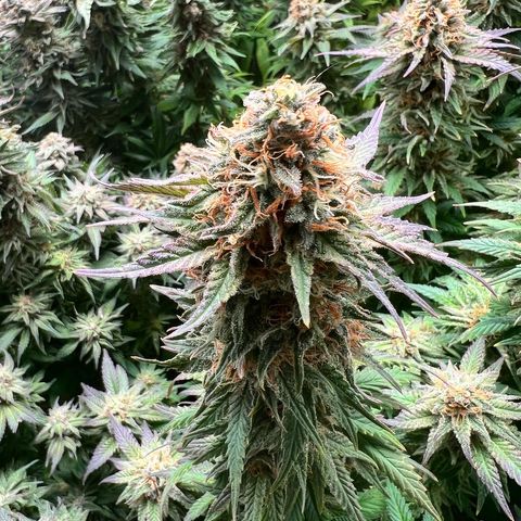 Strawberry cough T-2-4 growlog timeline photo