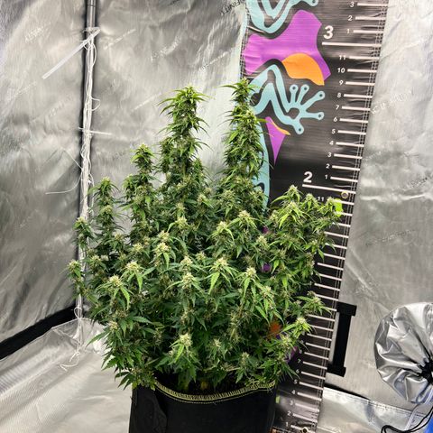 Big bud  growlog timeline photo