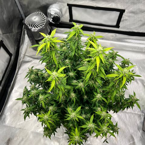 Big bud  growlog timeline photo