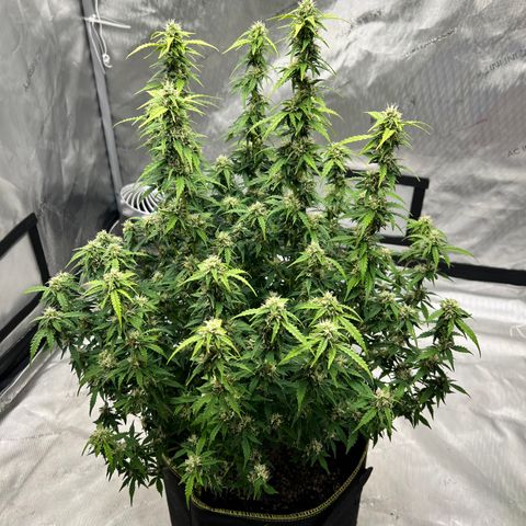 Big bud  growlog timeline photo