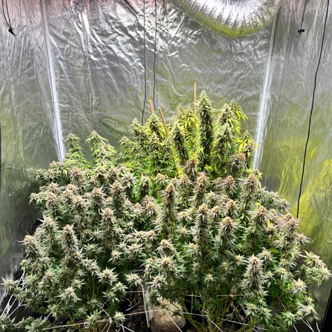 Strawberry cough T-2-4 growlog timeline photo