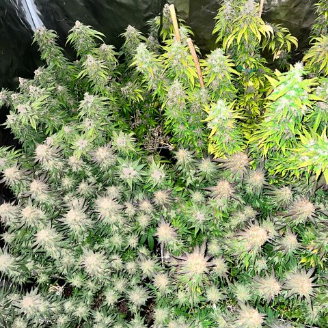 Strawberry cough T-2-4 growlog timeline photo