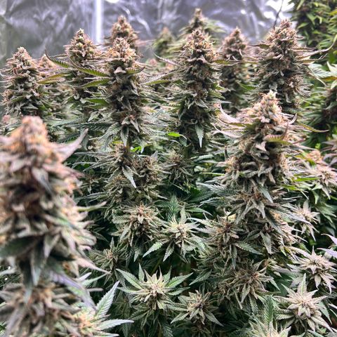 Strawberry cough T-2-4 growlog timeline photo