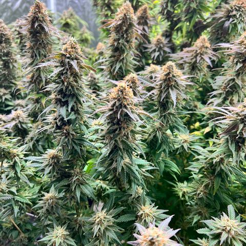 Strawberry cough T-2-4 growlog timeline photo