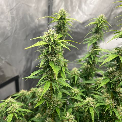 Big bud  growlog timeline photo