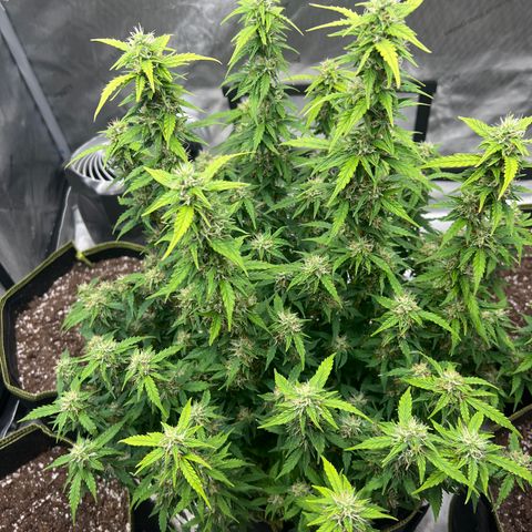 Big bud  growlog timeline photo
