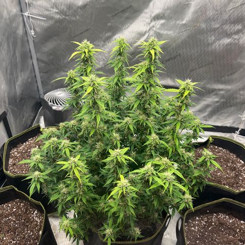 Big bud  growlog timeline photo