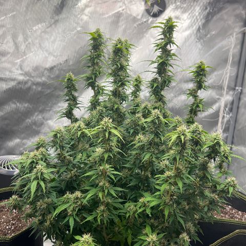 Big bud  growlog timeline photo