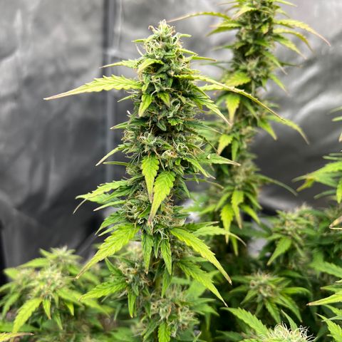 Big bud  growlog timeline photo
