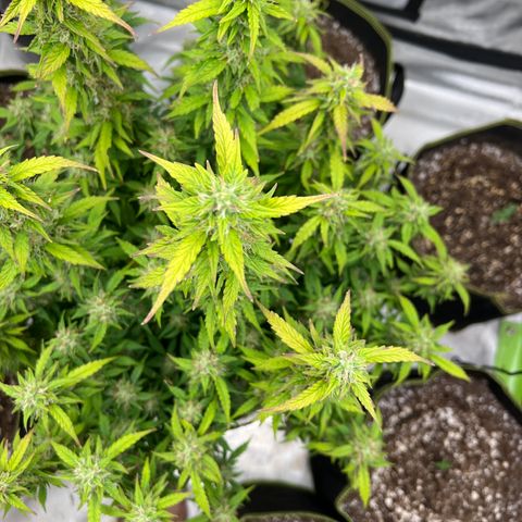 Big bud  growlog timeline photo