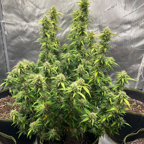 Big bud  growlog timeline photo