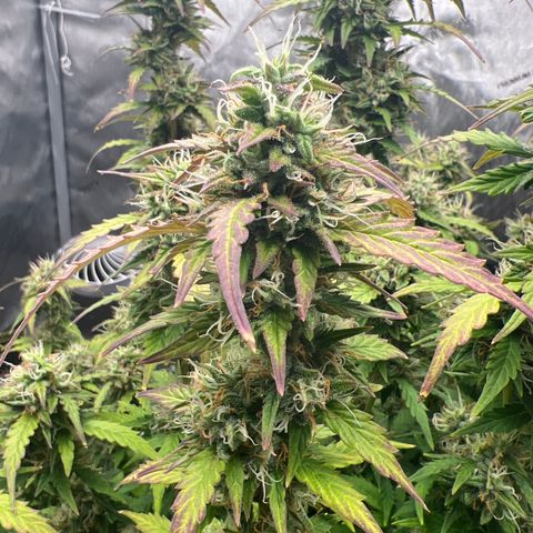Big bud  growlog timeline photo