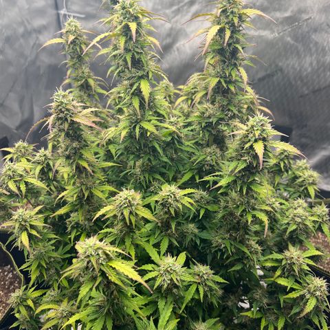 Big bud  growlog timeline photo