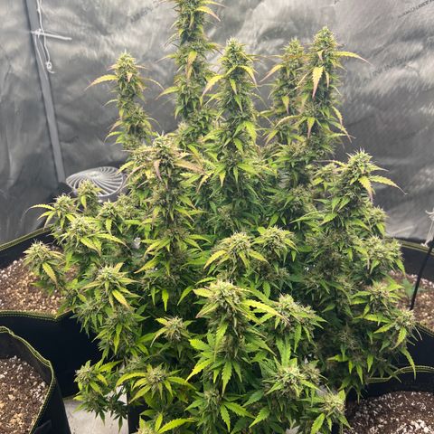 Big bud  growlog timeline photo