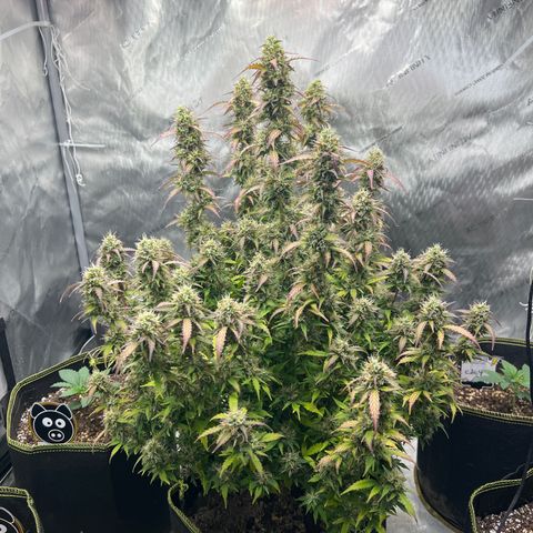 Big bud  growlog timeline photo