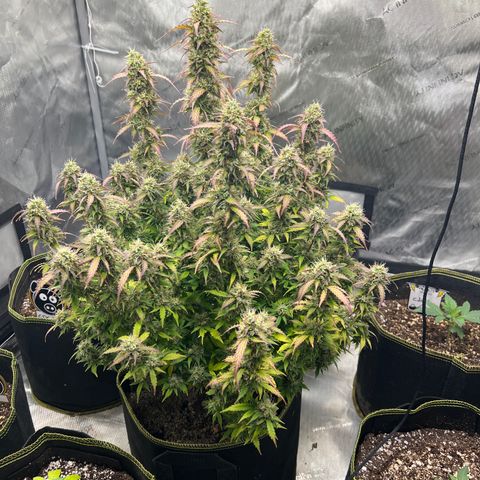 Big bud  growlog timeline photo
