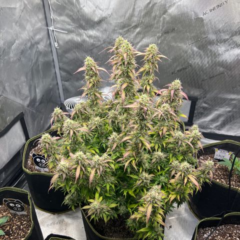 Big bud  growlog timeline photo