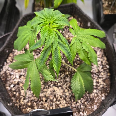 White Widow growlog timeline photo