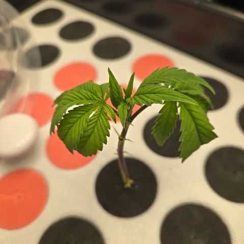 White Widow growlog photo: 1st clone