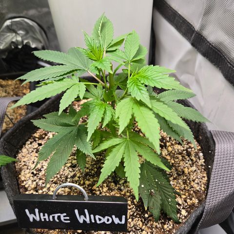 White Widow growlog timeline photo