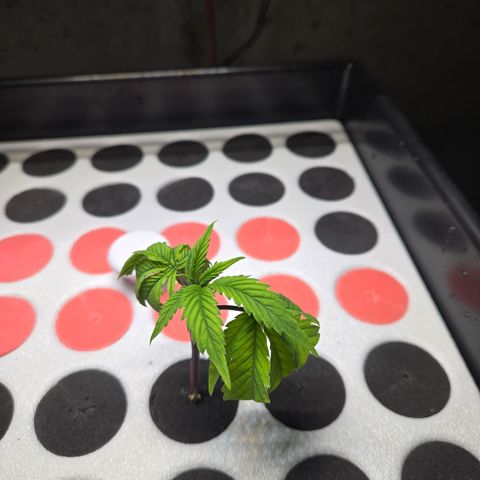 White Widow growlog photo: clone #1