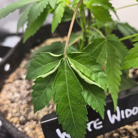 White Widow growlog photo: leaf curl