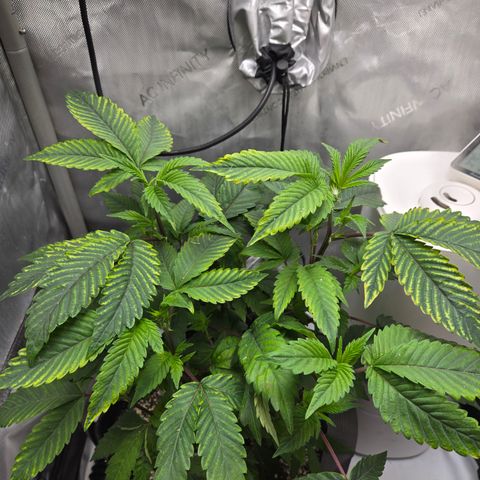 White Widow growlog timeline photo