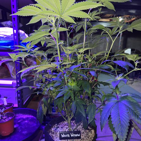 White Widow growlog photo: mother and clones