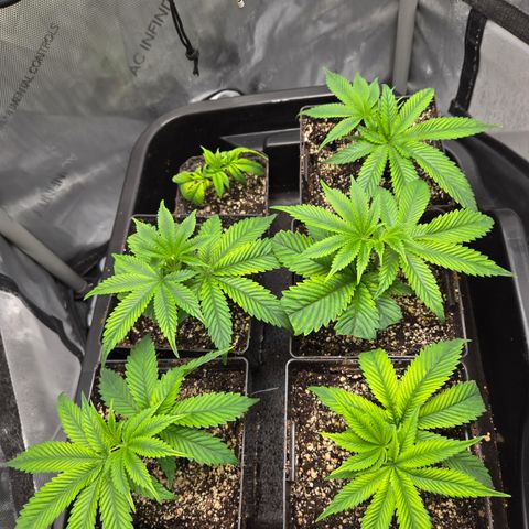 White Widow growlog photo: clones