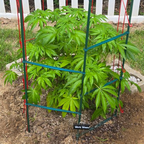 White Widow growlog timeline photo