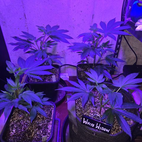 White Widow growlog timeline photo
