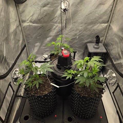 White Widow growlog photo: Sharon going into tent