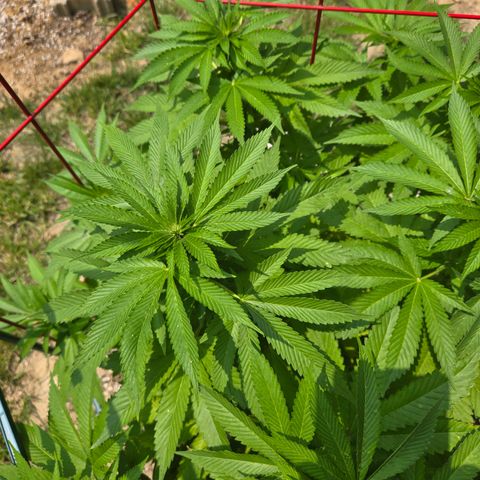 White Widow growlog photo: outdoor flowering?