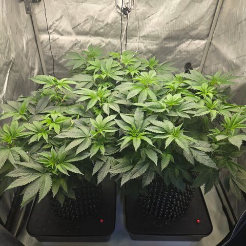 White Widow growlog photo: Flip to flower