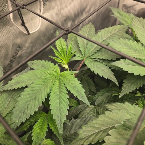 White Widow growlog photo: Day 2 of flower