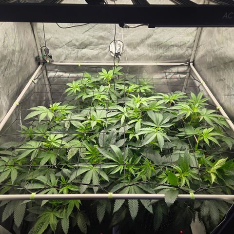 White Widow growlog photo: Week 2 flower
