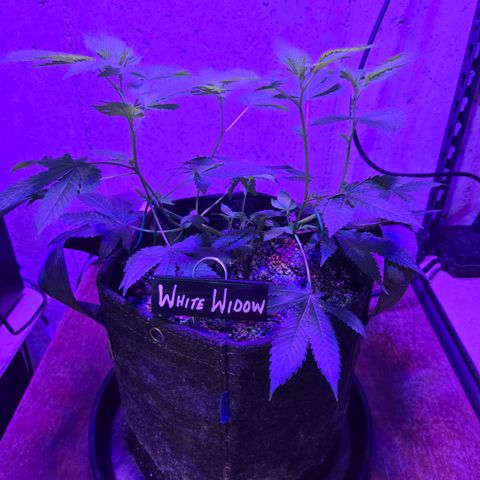 White Widow growlog photo: current mother