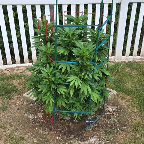 White Widow growlog photo: Original mother re veg