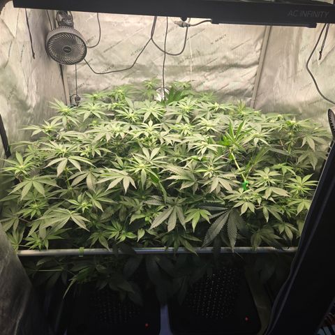 White Widow growlog photo: Week 4 flower