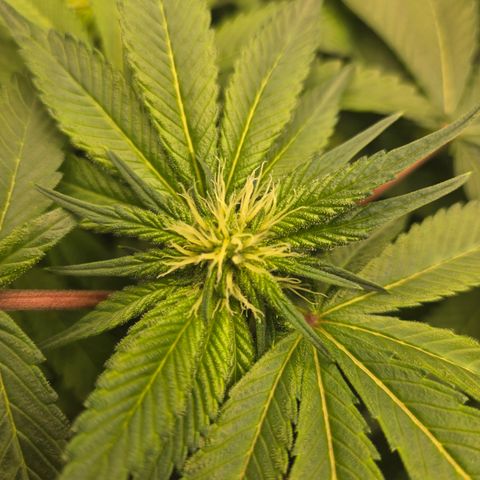 White Widow growlog photo: Week 4 flower