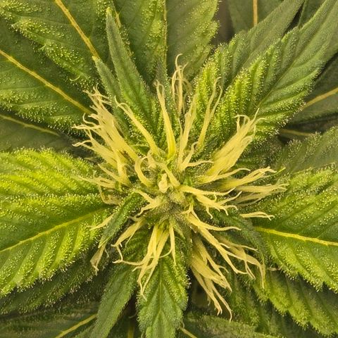 White Widow growlog photo: Day 24 flower