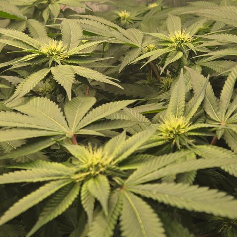 White Widow growlog photo: Day 24 flower