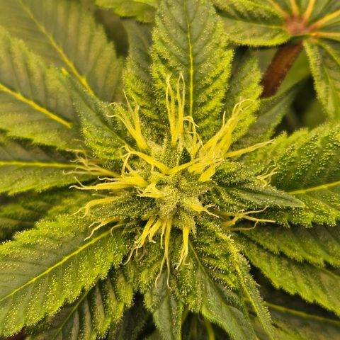 White Widow growlog photo: Week 5 flower