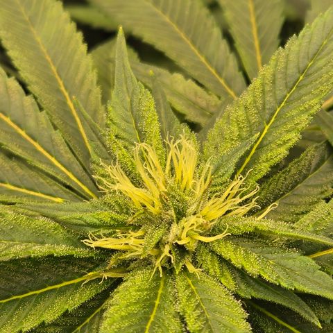 White Widow growlog photo: Week 5 flower