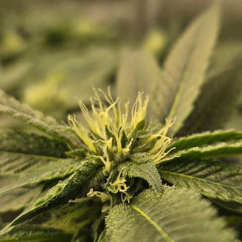 White Widow growlog photo: Week 5 flower
