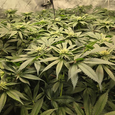 White Widow growlog photo: Week 5 flower